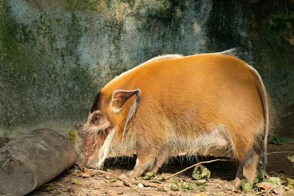 Os Animais Mais Estranhos do Mundo: Criaturas Reais que Desafiam a Lógica e a Ciência — animais mais estranhos do mundo que e