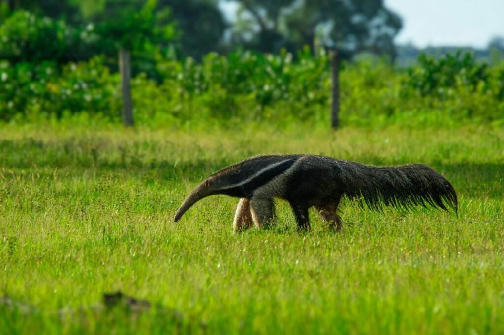 Os Animais Mais Raros e Pouco Conhecidos do Brasil: Uma Descoberta Fascinante da Nossa Biodiversidade — animais que quase nin