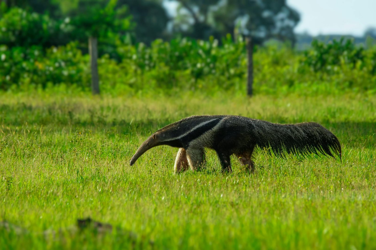 Os Animais Mais Raros e Pouco Conhecidos do Brasil: Uma Descoberta Fascinante da Nossa Biodiversidade — animais que quase nin