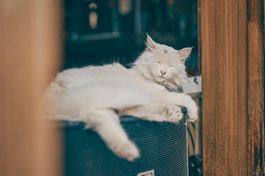 O Segredo do Ronronar Felino: Desvende Por Que Gatos Ronronam e Seus Múltiplos Significados — por que os gatos ronronam e o q
